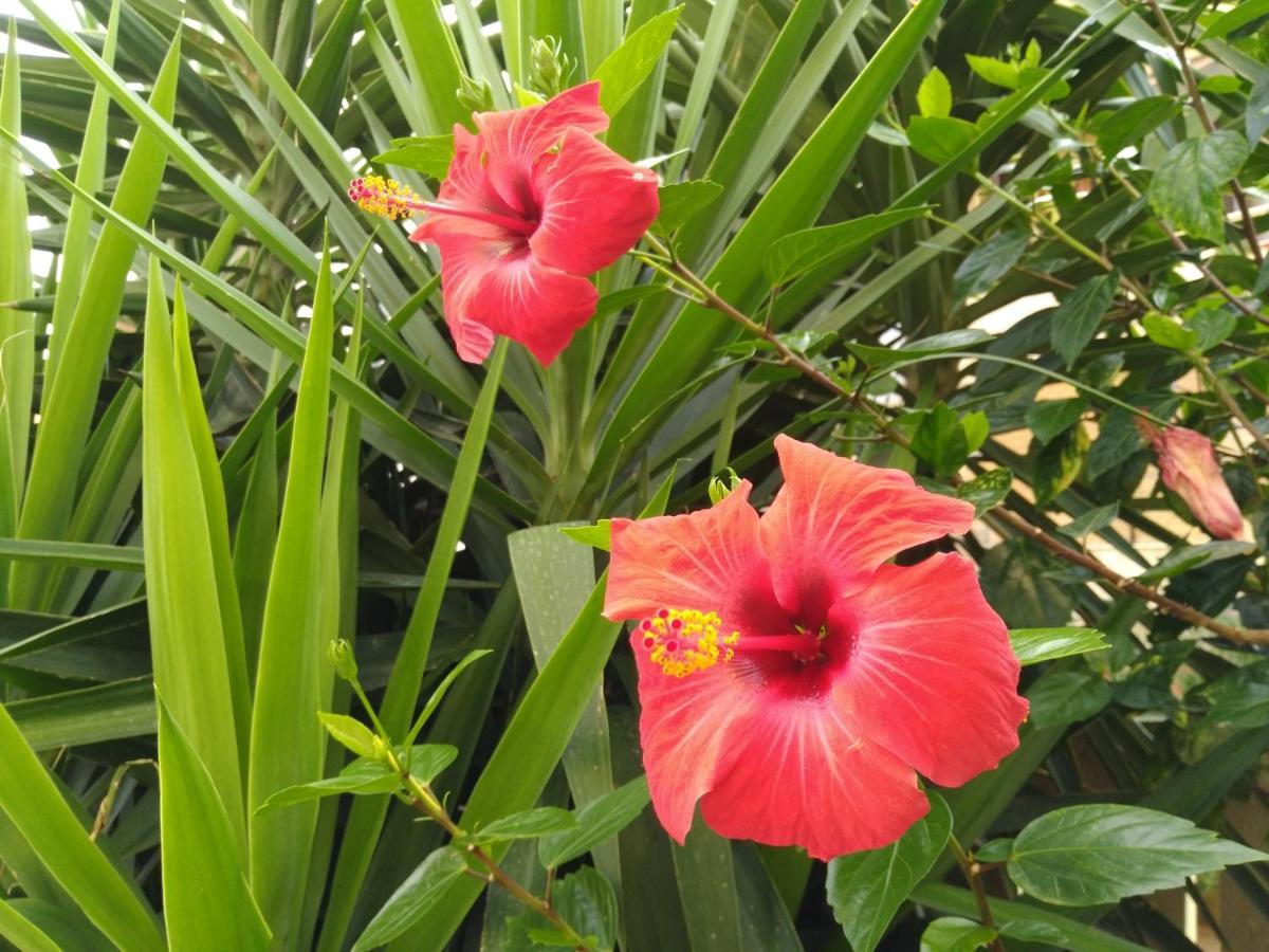 Willa L'Hibiscus Di Lucia Alghero Zewnętrze zdjęcie
